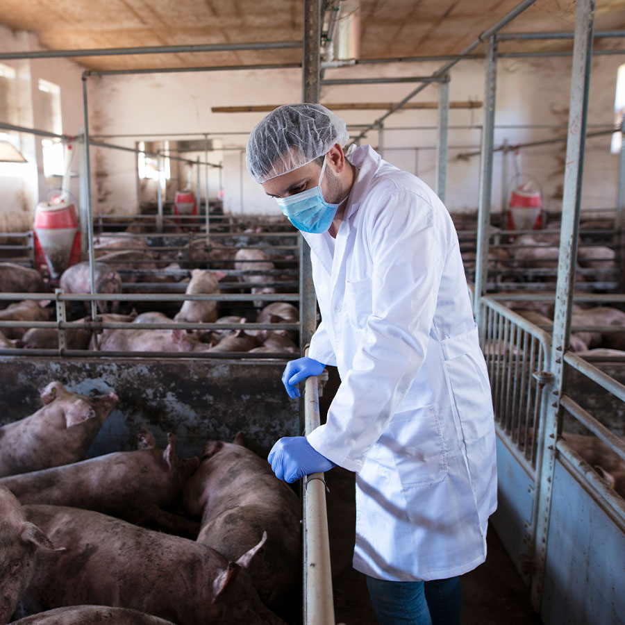 Veterinaria